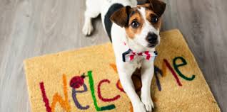 When adopting a pet, one choice you have to make is whether to adopt a puppy or kitten, an adult, or a senior. Pet City Pet Shops Pet Supplies Puppies For Sale Colorado Springs