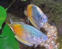 Rainbowfish Blue Eyes