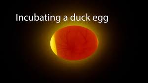 Incubating A Duck Egg Start To Finish