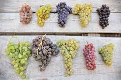 can-you-buy-grapes-year-round