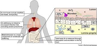 nutrient zinc at the host pathogen