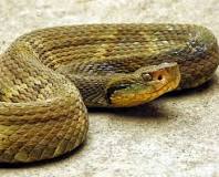 Image result for Jararaca Pit Viper Snake
