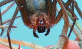 Venomous Texas Spiders Which Two Species To Look Out For