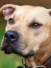 the 8 best dog foods for pit bulls with