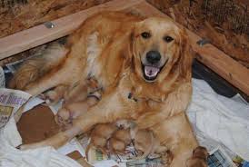 Find golden retriever in dogs & puppies for rehoming | find dogs and puppies locally for sale or adoption in canada : Akc Golden Retriever Puppies For Sale In Pueblo Colorado Classified Americanlisted Com