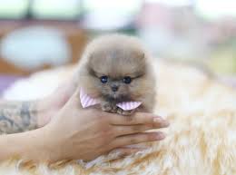 Luxury micro and mini teacup puppies for sale. Teacup Puppies For Sale Teacup Puppy Miniature Toy Dogs Teacup Puppies For Sale Home Facebook 7 Best Che Cheap Puppies Teacup Puppies Teacup Puppies For Sale