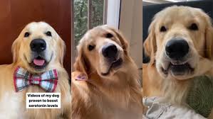 golden retriever s cute habit of biting