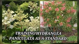pruning and training hydrangea
