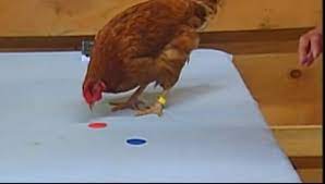 This is essential, especially if you want that behavior to be presented again. How To Train Your Chicken Choe