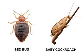 9 bugs that look like bed bugs