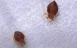 What smells attract bed bugs?