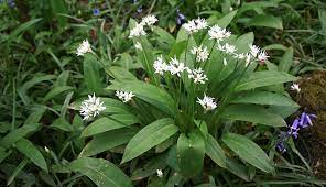 how to forage for wild garlic hobby farms