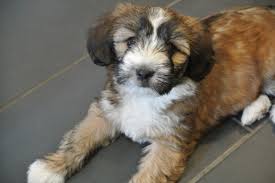 Flea sensitivities are a common problem in the tibetan terrier and this is due to their sensitive skin. Tibetan Terrier Puppies For Sale Petfinder