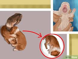 Crying newborn puppies may indicate problems with their environment, feed or a health issue. 3 Ways To Spot Health Problems In Newborn Puppies Wikihow