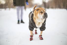 Do Dogs Need Coats In The Winter 7