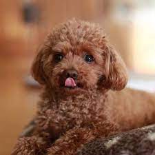 poodle puppies in chennai