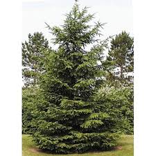 norway spruce plant profile sylvan