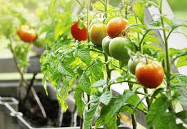 Growing Tomatoes And Peppers In