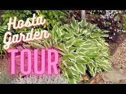 hosta garden tour zone 8a north texas