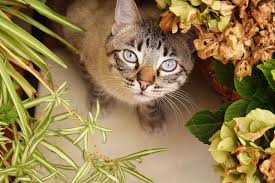Top 10 Houseplants Poisonous To Cats