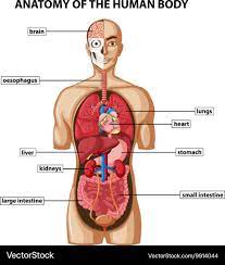 diagram showing anatomy of human body