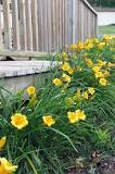 How quickly do daylilies multiply?