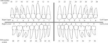 fdi teeth numbering system 11 18