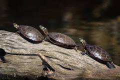 what-is-a-group-of-turtles-called