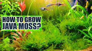 how to grow java moss basics you