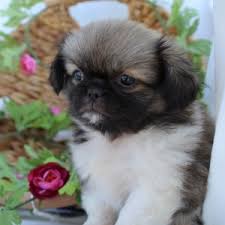 See more ideas about puppies, cute dogs, cute animals. Lila Pekingese Puppy 612302 Puppyspot