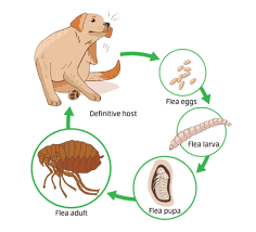 how to get rid of fleas mosquito joe