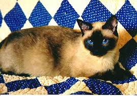 Many people liken the siamese to being the feline equivalent of a dog, with their love of make sure to regulate how much food your cat eats. Siamese Cat Cat Breed Hypoallergenic Health And Life Span Petmd