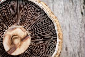 portobello mushroom health benefits