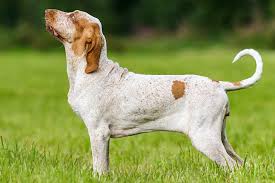 The picture above was taken in 1949 in trastevere, rome. Bracco Italiano Dog Breed Information American Kennel Club