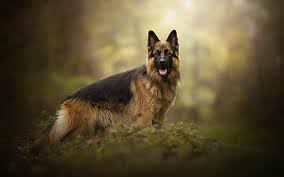 german shepherd dog dog forest