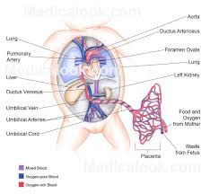 Fetal Circulation Human Anatomy Organs