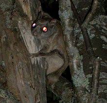 Northern Flying Squirrel Wikipedia