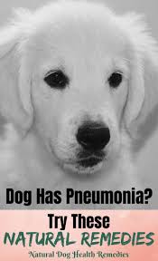 canine pneumonia symptoms causes