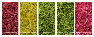microgreens pack big nutritional punch