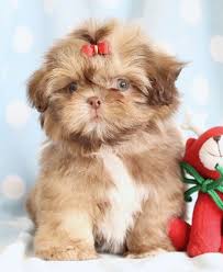 We love them all and know you will too! Teacup Shih Tzu Puppies For Sale In Florida Zoe Fans Blog Shih Tzu Puppy Cute Baby Animals Cute Animals