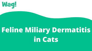 feline miliary dermais in cats