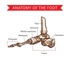 We did not find results for: Premium Vector Foot Bones Sketch Of Human Anatomy Orthopedics Medicine Side View Of Skeleton Leg With Phalange Metatarsal Tarsal And Calcaneus Cuneiform Navicular And Tibia Bones Diagram