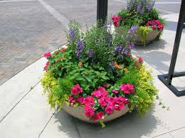 Low Bowl Summer Annual Planter Potted