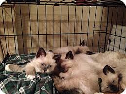 Declawed cats for adoption helps clawless kitties find homes | catster. Warwick Ri Siamese Meet Siamese Kittens A Pet For Adoption
