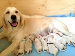 White golden retriever puppy golden retrievers labrador retriever retriever puppies dog pictures animal pictures dog quotes beautiful dogs puppy love. Golden Retriever Puppies Georgia Change Comin