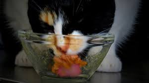 Hi i'm not sure either.but just wondering if the vet took xrays as well? Holistic Pet Day 10 Things You Can Add To Your Cat S Food For A Health Boost Cattime