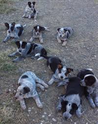 A purebred australian cattle dog puppy can cost anything from $250 to $1,100, depending on the parent's lineage, the breeder, location, etc. Australian Cattle Dog Puppy Dog For Sale In Wheatland California