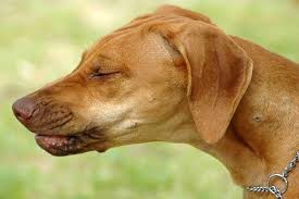 pharyngitis in dogs symptoms causes