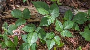 kill and get rid of poison ivy