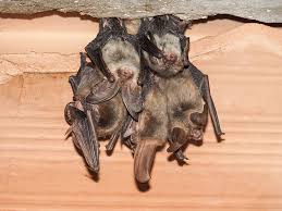 humane bat removal in pennsylvania